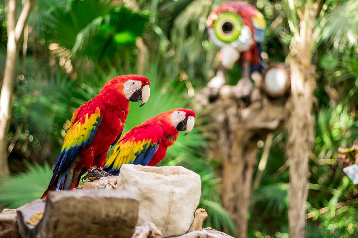 Two parrots sitting on rocks