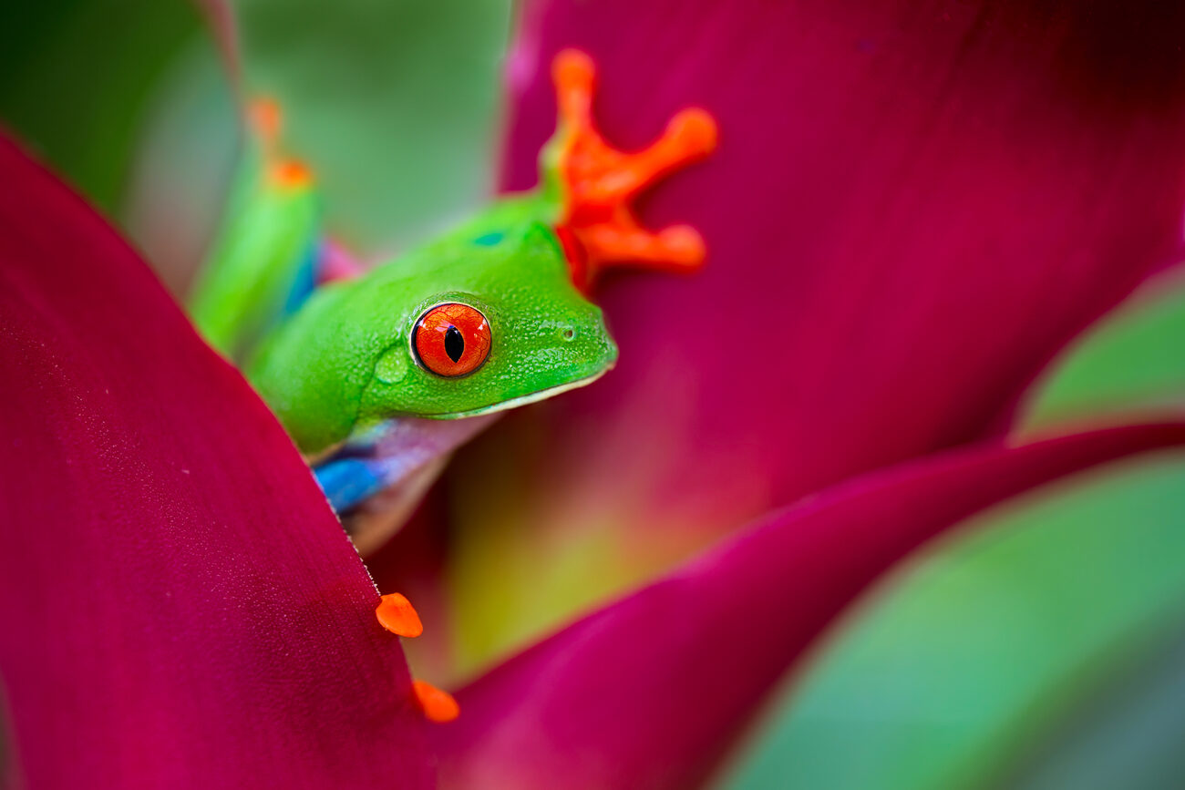 A red-eyed tree frog perched on a tropical pink flower.