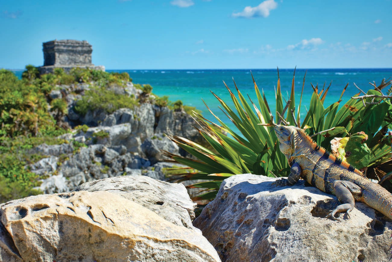 Mayan ruins of Tulum on the tropical coast of Mexico with a beautiful iguana in the foreground.