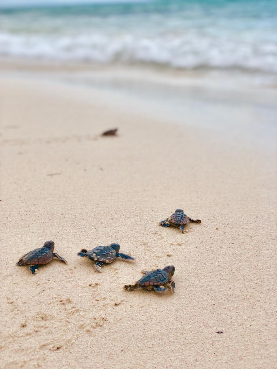 Newly hatched turtles going into the water