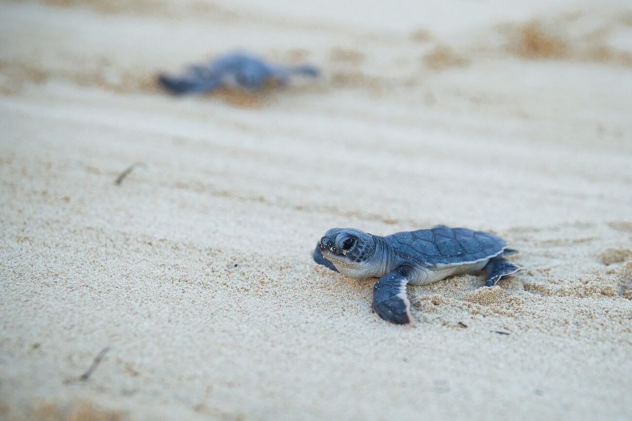 Close-up of a baby sea turtle on the beach