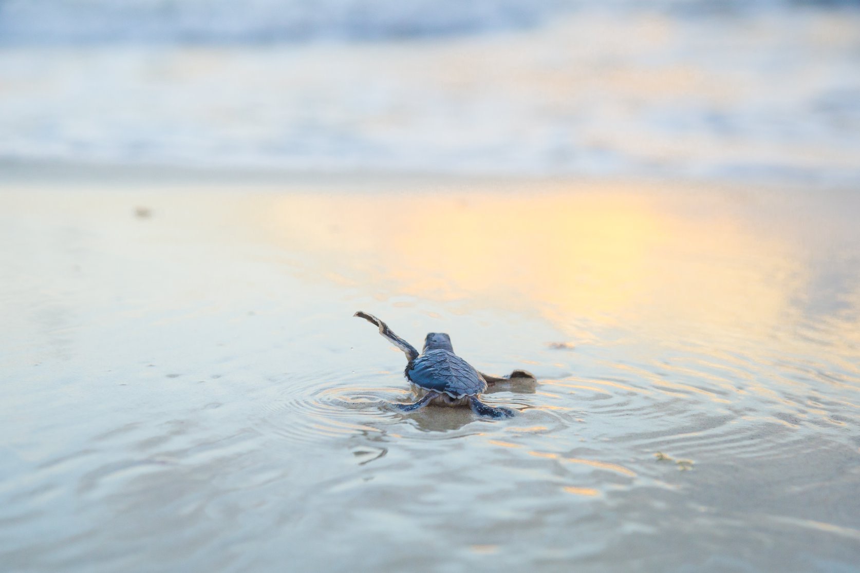 Turtle swimming into the ocean