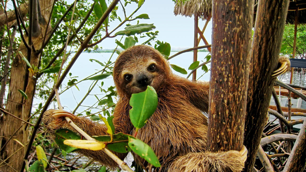 A sloth eating a leaf in a tree.