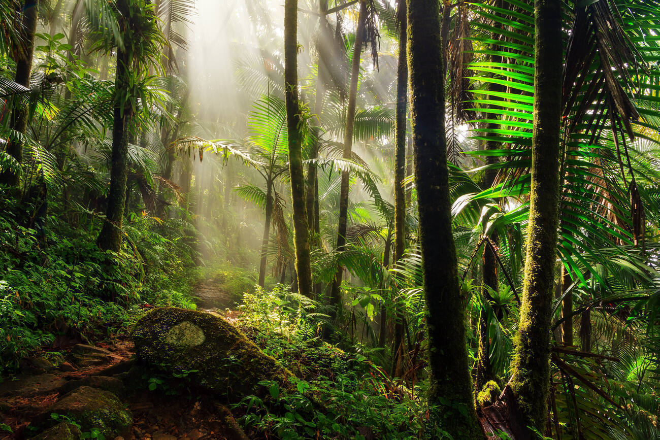 Sun filtering through the trees of El Yunque tropical rainforest onto a hiking path.