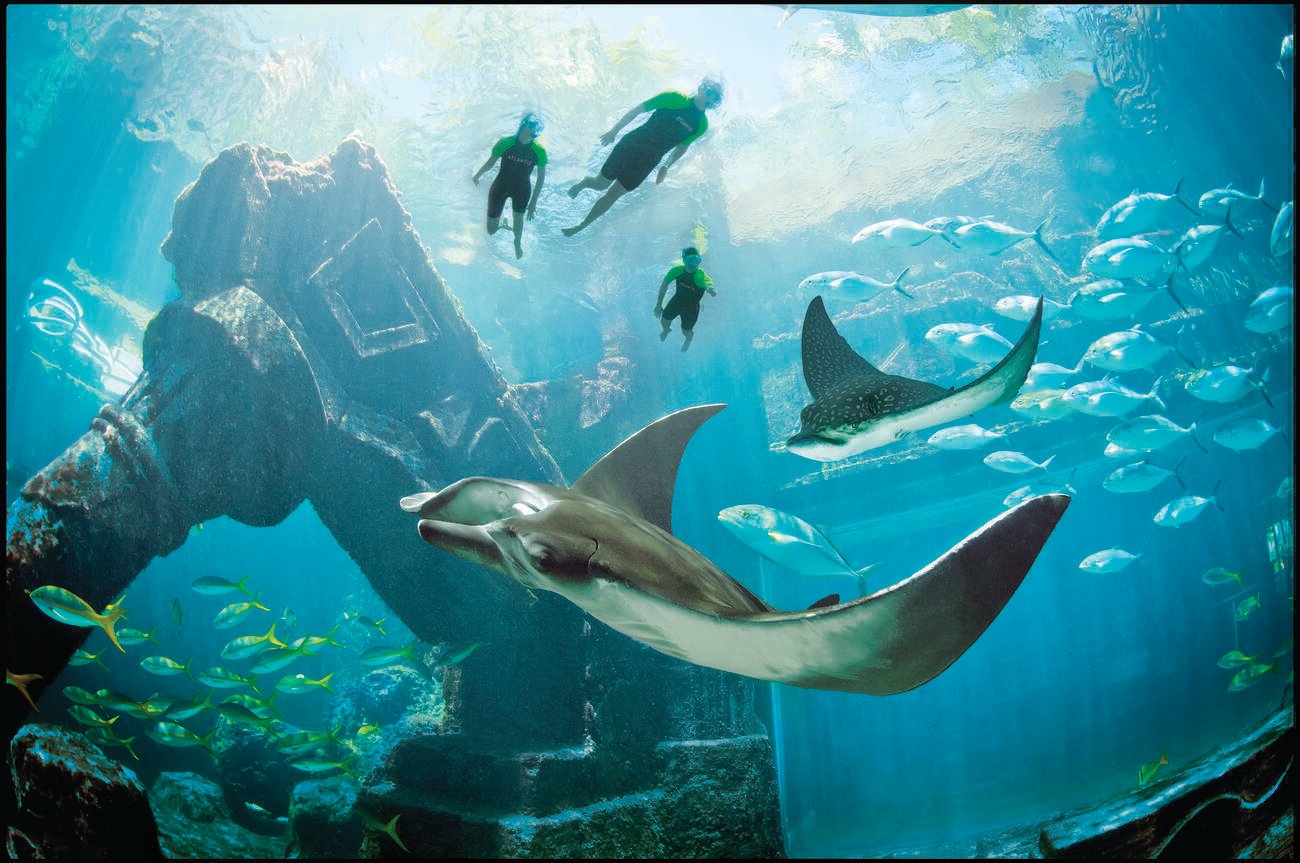 People snorkeling in ruins with fish