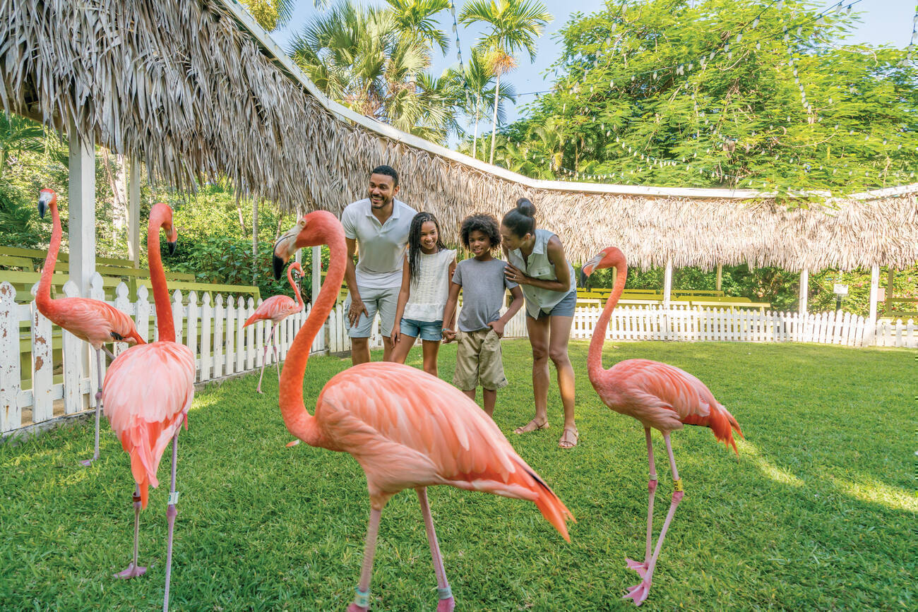 Family with flamingos