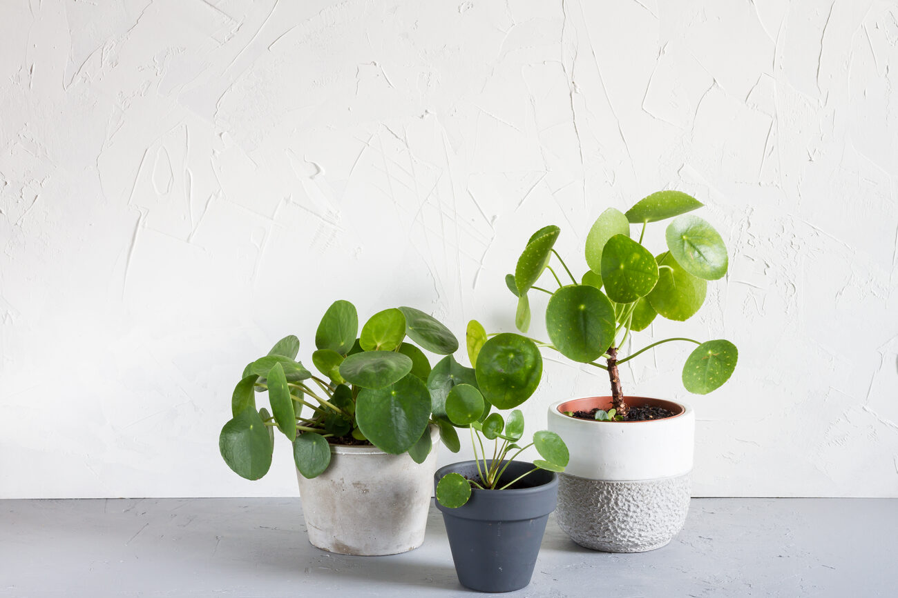 Three Chinese money plants in black and white pots