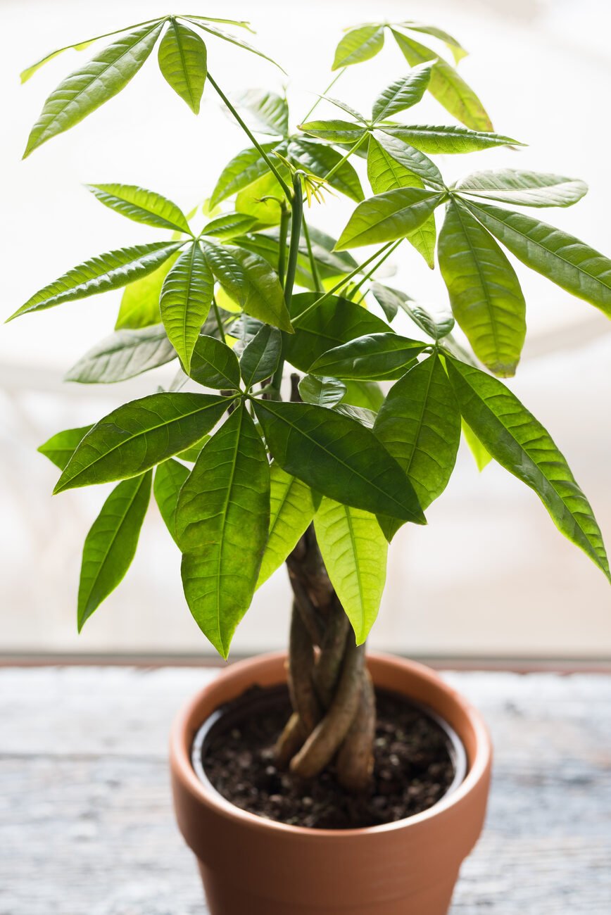 Money tree in a pot