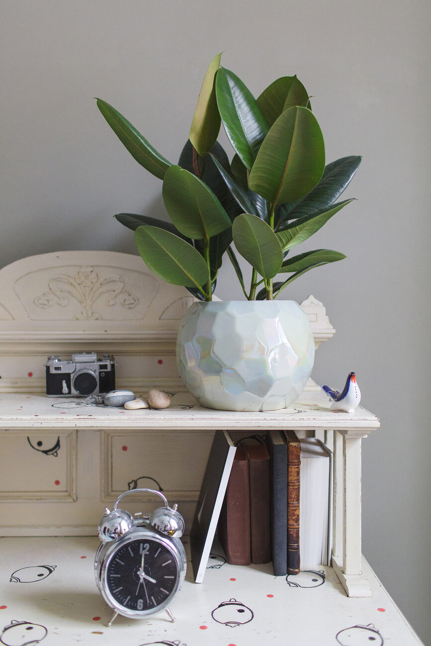 Rubber plant in a vase on a mantle with other trinkets like a glass bird and camera