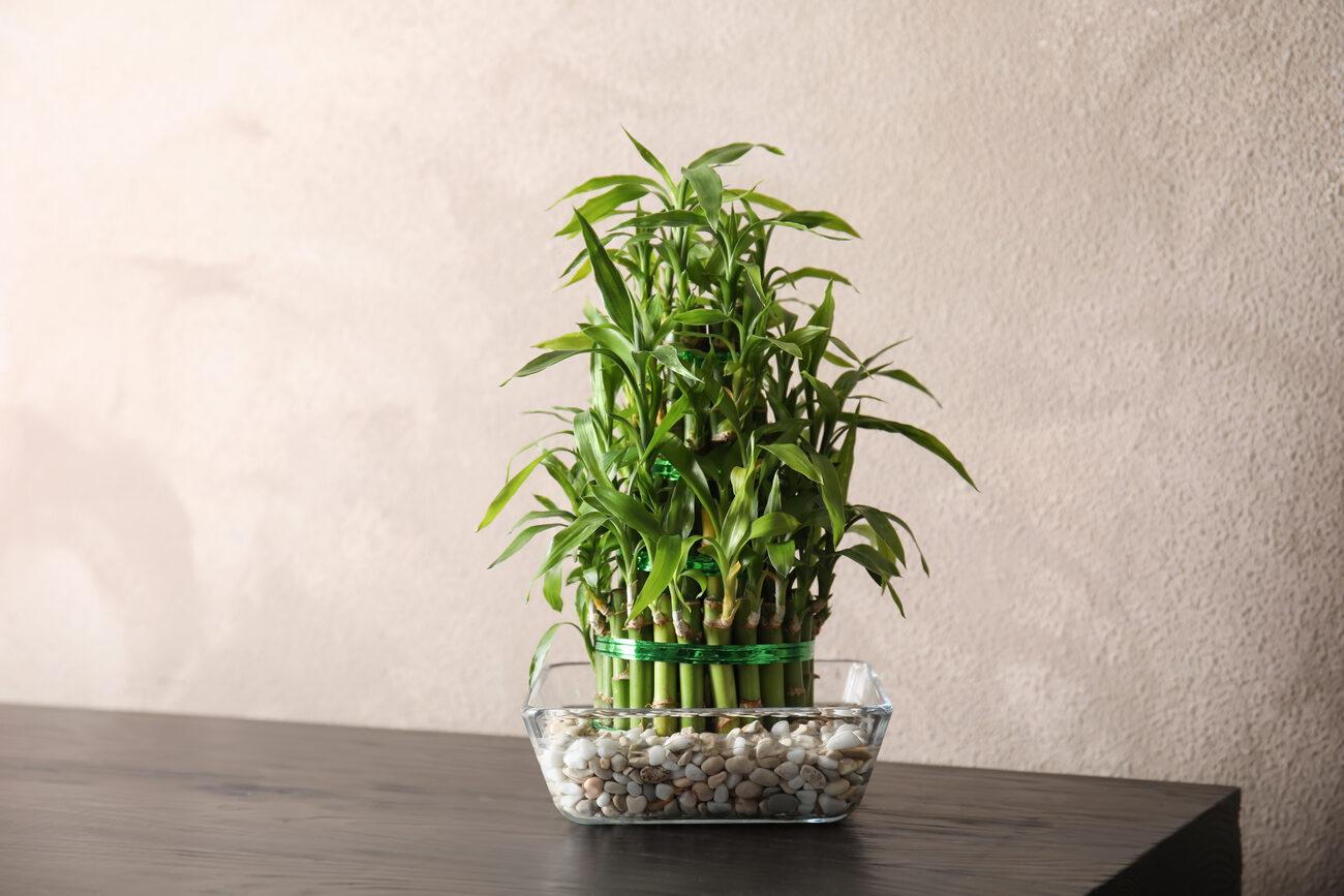 Bamboo plant in a vase filled with rocks