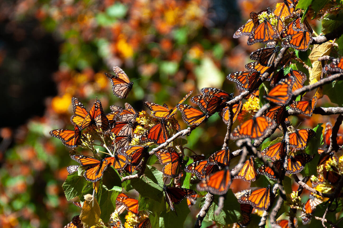 Monarch butterflies clustered on a fir tree branch