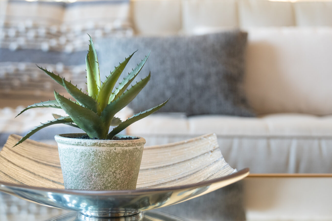 Aloe plant in a green pot