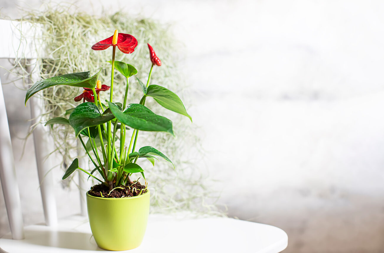 Flamingo flower in a green pot