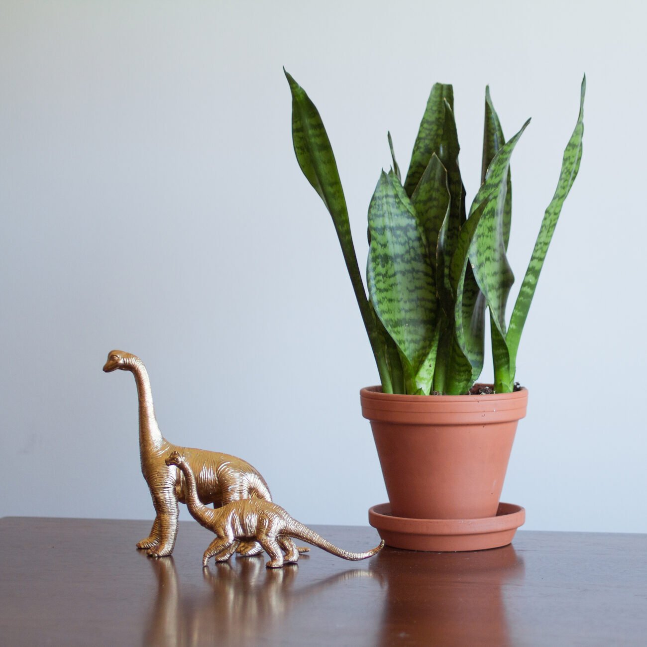 Snake plant with two gold dinosaur statues