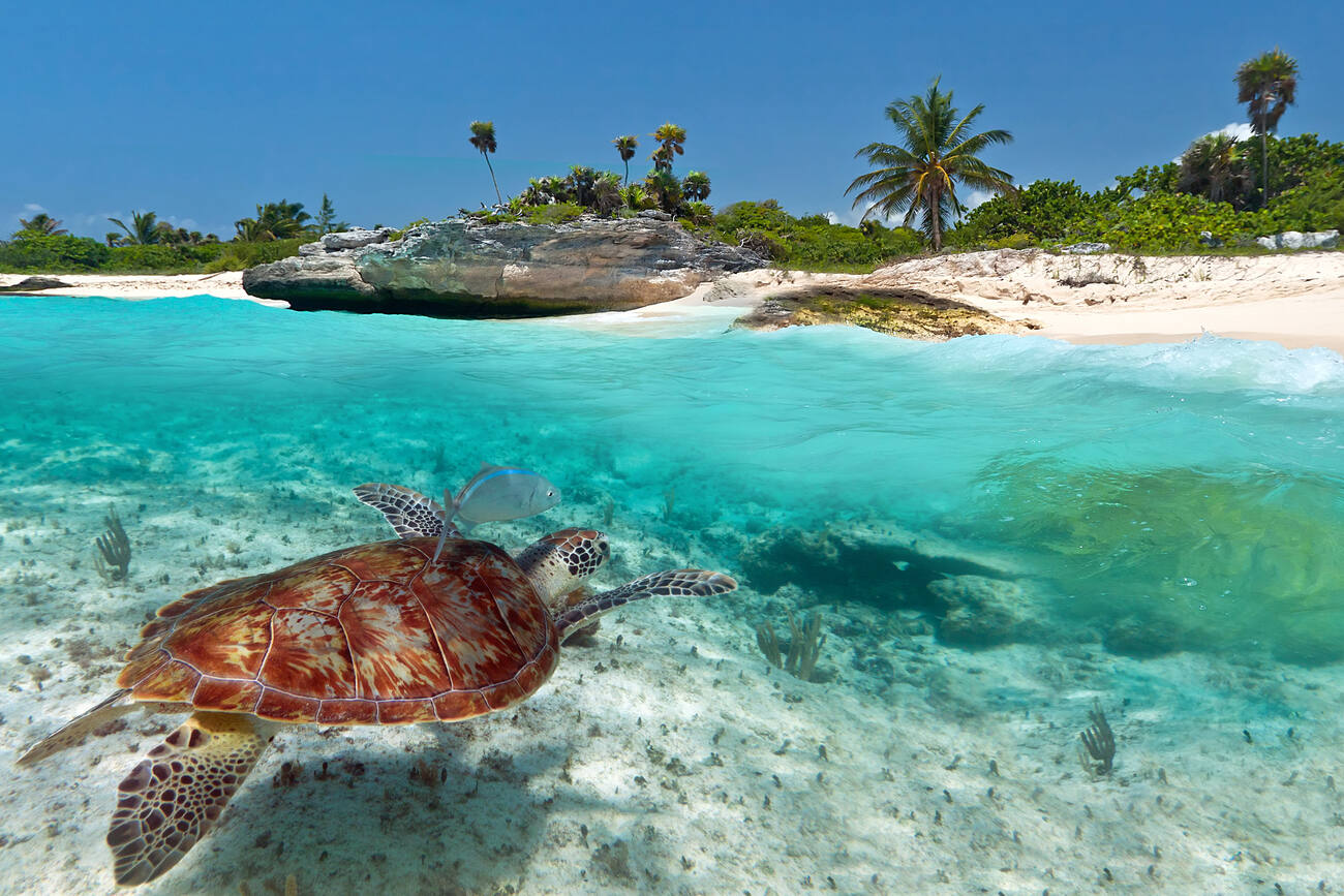 turtle swimming in the water by the beach