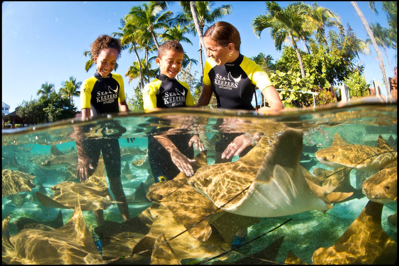 People in the water touching stingrays