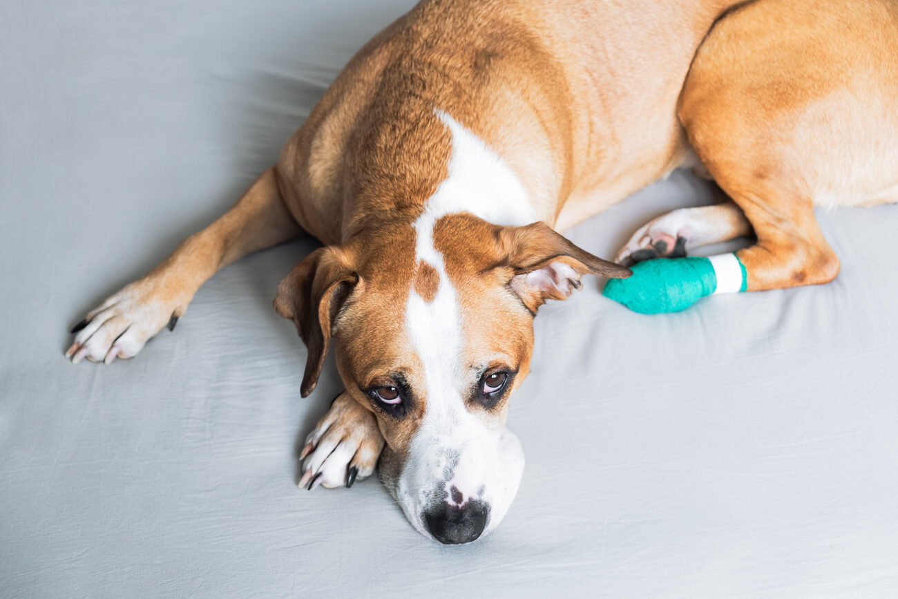 Dog laying in bed with cast on his leg