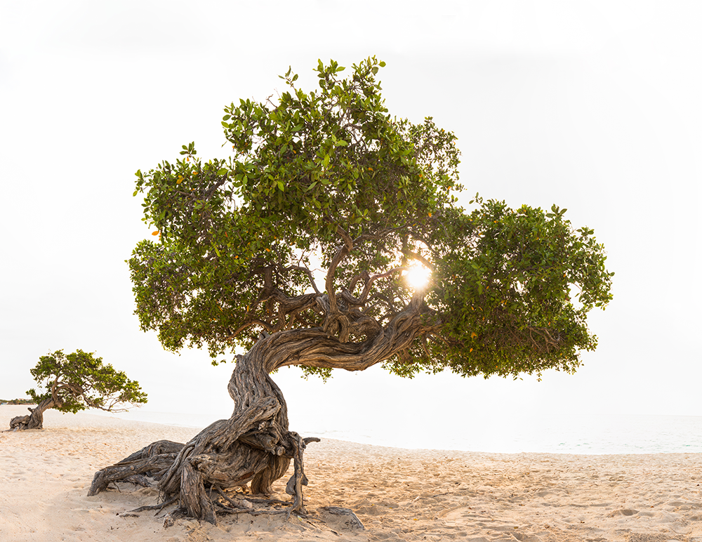 A divi divi tree on the sands of Eagle Beach.